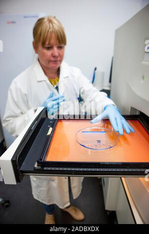 Protein analysis. Researcher handling a gel as part of a protein analysis being carried out in a laboratory. The system being used here is the ProXPRE Stock Photo