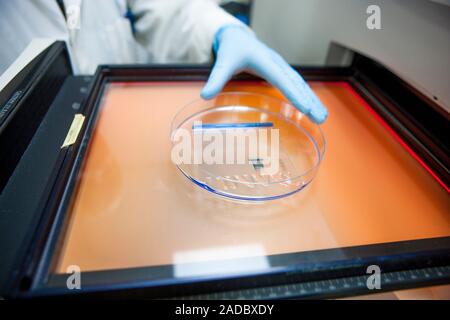 Protein analysis. Close-up of a researcher handling a gel as part of a protein analysis being carried out in a laboratory. The system being used here Stock Photo