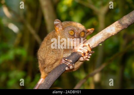 The endemic Philippine tarsier, Carlito syrichtais, is a shy nocturnal primate that sleeps during the day and is only active to look for food during t Stock Photo