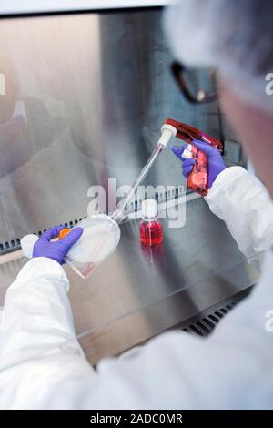 Stem cell drug research. Researcher using a pipette to prepare stem cell cultures in a laboratory as part of drug research. The pink liquid is added t Stock Photo
