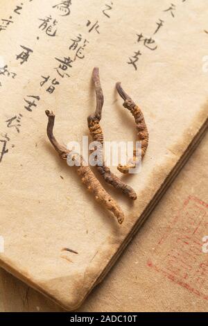 Cordyceps sinensis Stock Photo
