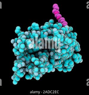 Outer membrane protein molecule. Computer model showing the structure of the transmembrane protein of the outer membrane protein A of Escherichia coli Stock Photo