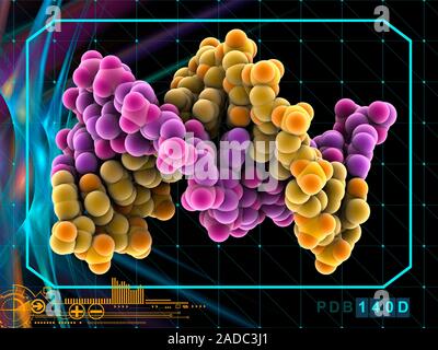 Molecular model of a double stranded DNA (deoxyribonucleic acid) molecule. DNA is composed of two strands twisted into a double helix. Each strand con Stock Photo