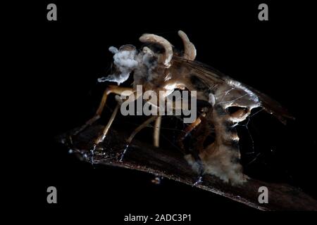 Robber fly infected by parasitic fungus (white). Robber flies (family Asilidae) are predators of other flying insects, which they ambush in flight. So Stock Photo