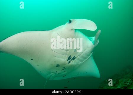 Manta ray, Manta alfredi, with cephalic fins extended in M'il Channel, Yap, Micronesia. Stock Photo