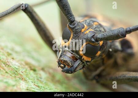 Longhorn beetle. Close-up of the head of a longhorn beetle (family Cerambycidae), showing its large compound eyes (round, black) and long antennae (to Stock Photo