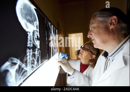 Peruvian mummy, X-ray research. Researcher Mercedes Gonzalez (left) and forensic anthropologist Angel Minaya (right) examining an X-ray of the head of Stock Photo