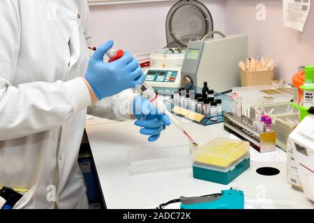 Blood sample analysis. Technician pipetting a sample of blood that is being analysed in a haematology laboratory. Blood is analysed for levels of comp Stock Photo
