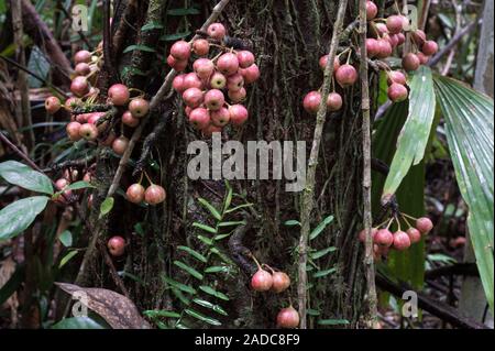 Cluster fig tree fruits. Fruits of the cluster fig tree (Ficus racemosa). Also known as the Indian fig tree, the fruits are borne on the main trunk of Stock Photo
