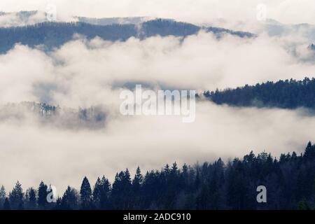 Morning mist covering slopes of mixed forest on a late autumn day. Forestry, ecology, climate change and sustainability concepts. Stock Photo