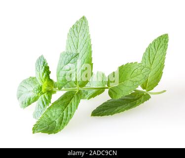 Fresh melissa leaves isolated on white background Stock Photo