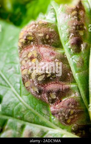 Galled redcurrant (Ribes rubrum) leaf. The underside of a redcurrant leaf that has been colonised by the redcurrant blister aphid (Cryptomyzis ribis). Stock Photo