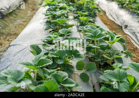 Strawberry leaves growing in rows inside greenhouse farm Stock Photo