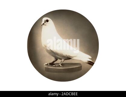 White dove preserved in memory of Nikola Tesla. Serb-US physicist and electrical engineer Nikola Tesla (1856-1943) emigrated from what is now Croatia Stock Photo