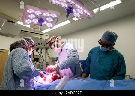 Intestinal surgery. Surgical team operating to remove part of a patient's intestines. The team includes a specialist in colorectal cancer surgery. Pho Stock Photo