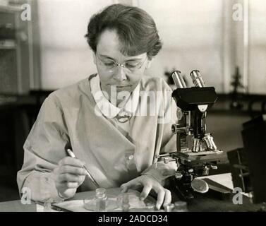 Barbara McClintock (1902-1992), American geneticist, working in her laboratory at the Carnegie Institution at Cold Spring Harbor, New York, USA. McCli Stock Photo