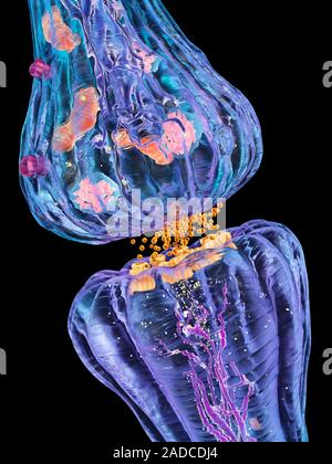 Nerve synapse. Computer artwork of a junction, or synapse, between two nerve cells (neurons, blue). As the electrical signal reaches the presynaptic e Stock Photo