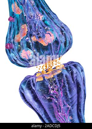 Nerve synapse. Computer artwork of a junction, or synapse, between two nerve cells (neurons, blue). As the electrical signal reaches the presynaptic e Stock Photo