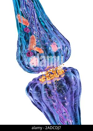 Nerve synapse. Computer artwork of a junction, or synapse, between two nerve cells (neurons, blue). As the electrical signal reaches the presynaptic e Stock Photo