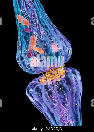 Nerve synapse. Computer artwork of a junction, or synapse, between two nerve cells (neurons, blue). As the electrical signal reaches the presynaptic e Stock Photo