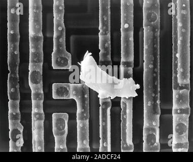 Scanning electron micrograph (SEM) of Computer chip (microchip, microprocessor, integrated circuit) surface with dirt. Microchips are solid-state sili Stock Photo