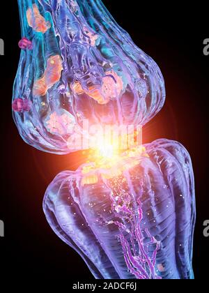 Nerve synapse. Computer artwork of a junction, or synapse, between two nerve cells (neurons, blue). As the electrical signal reaches the presynaptic e Stock Photo