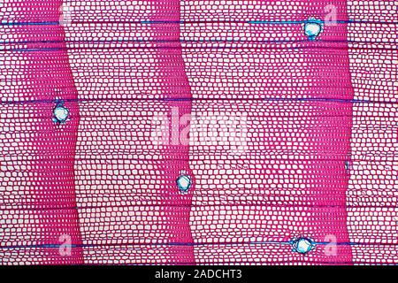 Pine stem (Pinus silvestris). Light micrograph of a section through a single annual growth ring in the stem of a pine (Pinus sp.) tree. Seen here are Stock Photo