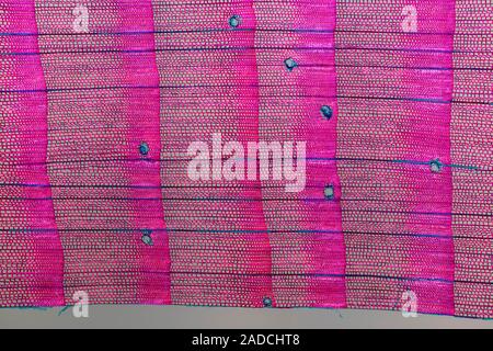 Pine stem (Pinus silvestris). Light micrograph of a section through a single annual growth ring in the stem of a pine (Pinus sp.) tree. Seen here are Stock Photo