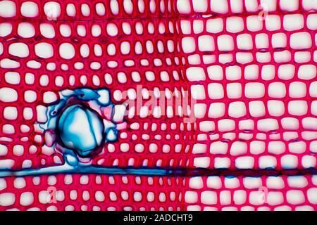 Pine stem (Pinus silvestris). Light micrograph of a section through a single annual growth ring in the stem of a pine (Pinus sp.) tree. Seen here are Stock Photo