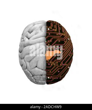 Artificial intelligence. Abstract image of a human brain and an electronic circuit board representing artificial intelligence and cybernetics. Stock Photo
