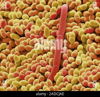 Yoghurt bacteria. Coloured scanning electron micrograph (SEM) of the bacteria Streptococcus thermophilus (yellow/orange) and Lactobacillus bulgaricus Stock Photo