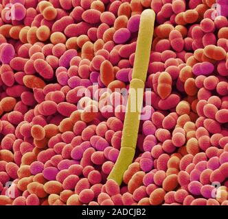 Yoghurt bacteria. Coloured scanning electron micrograph (SEM) of the bacteria Streptococcus thermophilus (red) and Lactobacillus bulgaricus (yellow) i Stock Photo