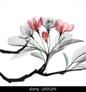 Not for print or poster uses Apple (Malus sp.) blossom, coloured X-ray. Stock Photo