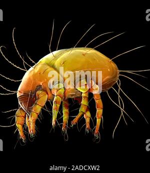 Dust mite. Coloured scanning electron micrograph (SEM) of a house dust mite (Dermatophagoides pteronyssinus). Millions of dust mites inhabit the home, Stock Photo