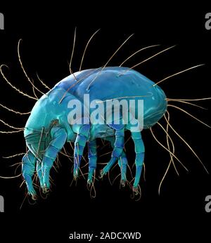 Dust mite. Coloured scanning electron micrograph (SEM) of a house dust mite (Dermatophagoides pteronyssinus). Millions of dust mites inhabit the home, Stock Photo