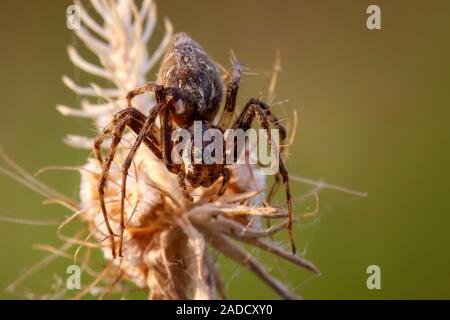 Lynx spider (Oxyopes heterophtalmus) resting on a scabious (Scabiosa sp.) seed head in a dry scrub habitat. Lynx spiders are a type of hunting spider Stock Photo
