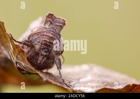 Frontal view of a silver y moth (Autographa gamma) resting on a leaf in a damp woodland habitat. This moth is day flying member of the Noctuidae famil Stock Photo