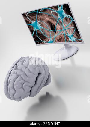 Human brain in front of a computer monitor displaying a neural network with four neurons. Neurons are responsible for passing information around the c Stock Photo