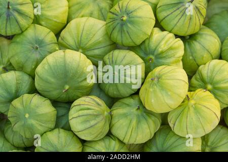 Tomatillos with husks. Ripe Mexican tomatillos (Physalis philadelphica) with husks (also known as the Mexican husk tomato). This fruit originated in M Stock Photo