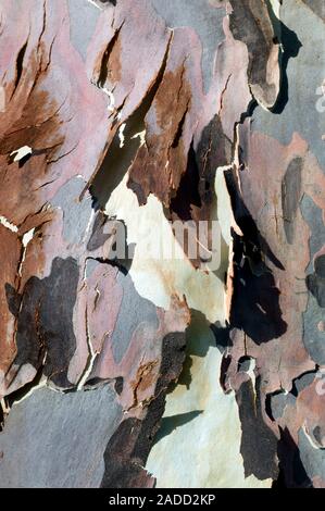 Peeling bark of a River Red Gum tree (Eucalyptus camaldulensis), in Victoria, Australia, in December. The bark of the previous year's growth (shades o Stock Photo