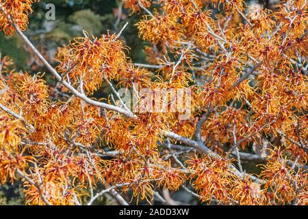 Jelena witch hazel in blossom (Hamamelis x intermedia 'Jelena'). Stock Photo