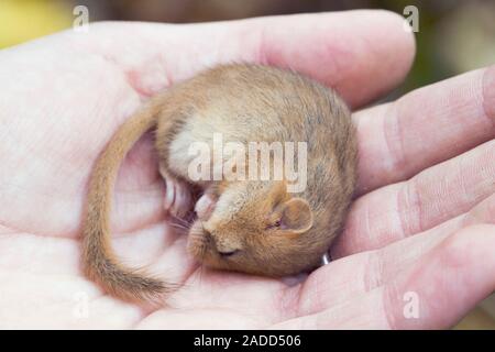 Common dormouse (Muscardinus avellanarius) anaesthetised in a researcher's hand. The dormouse will have a microchip placed in its skin to aid research Stock Photo