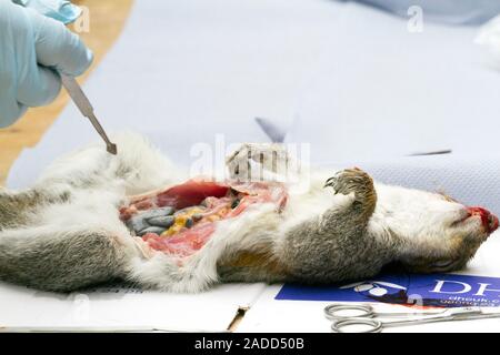 Grey squirrel (Sciurus carolinensis) being dissected to show volunteers how viruses are passed between red and grey squirrels. This work is part of co Stock Photo