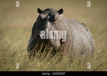 Hippo stands in tall grass watching camera Stock Photo