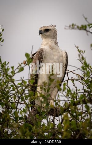 Juvenile African crowned eagle perched on branch Stock Photo