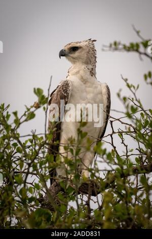 Juvenile African crowned eagle perched in tree Stock Photo