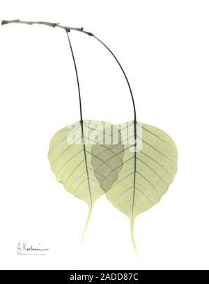 Sacred fig (Ficus religiosa) leaves, coloured X-ray. Stock Photo
