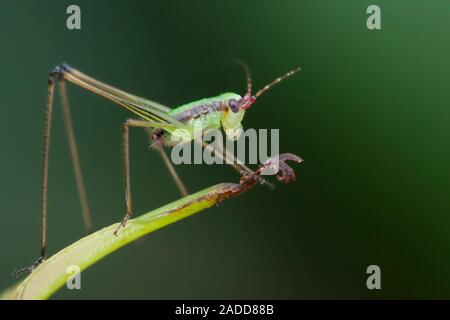 Juvenile katydid on leaf. Katydids (family Tettigoniidae), also known as bush crickets, inhabit mostly tropical regions. They usually feed on leaves a Stock Photo