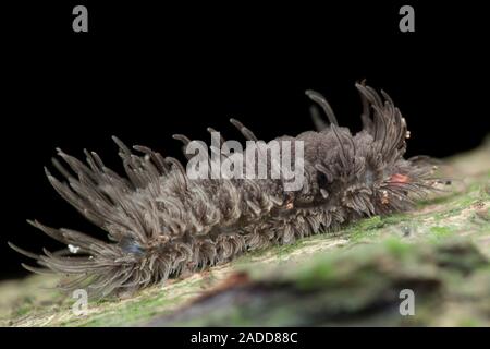 Hairy caterpillar. Larva of a lepidopteran (moths and butterflies) with long hairs (setae) covering its body. Many caterpillars are covered in hairs t Stock Photo