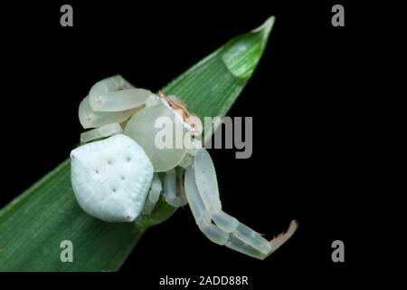 Crab spider (family Thomisidae) on a leaf. These small spiders are ambush predators that feed on insects visiting flowers. Stock Photo